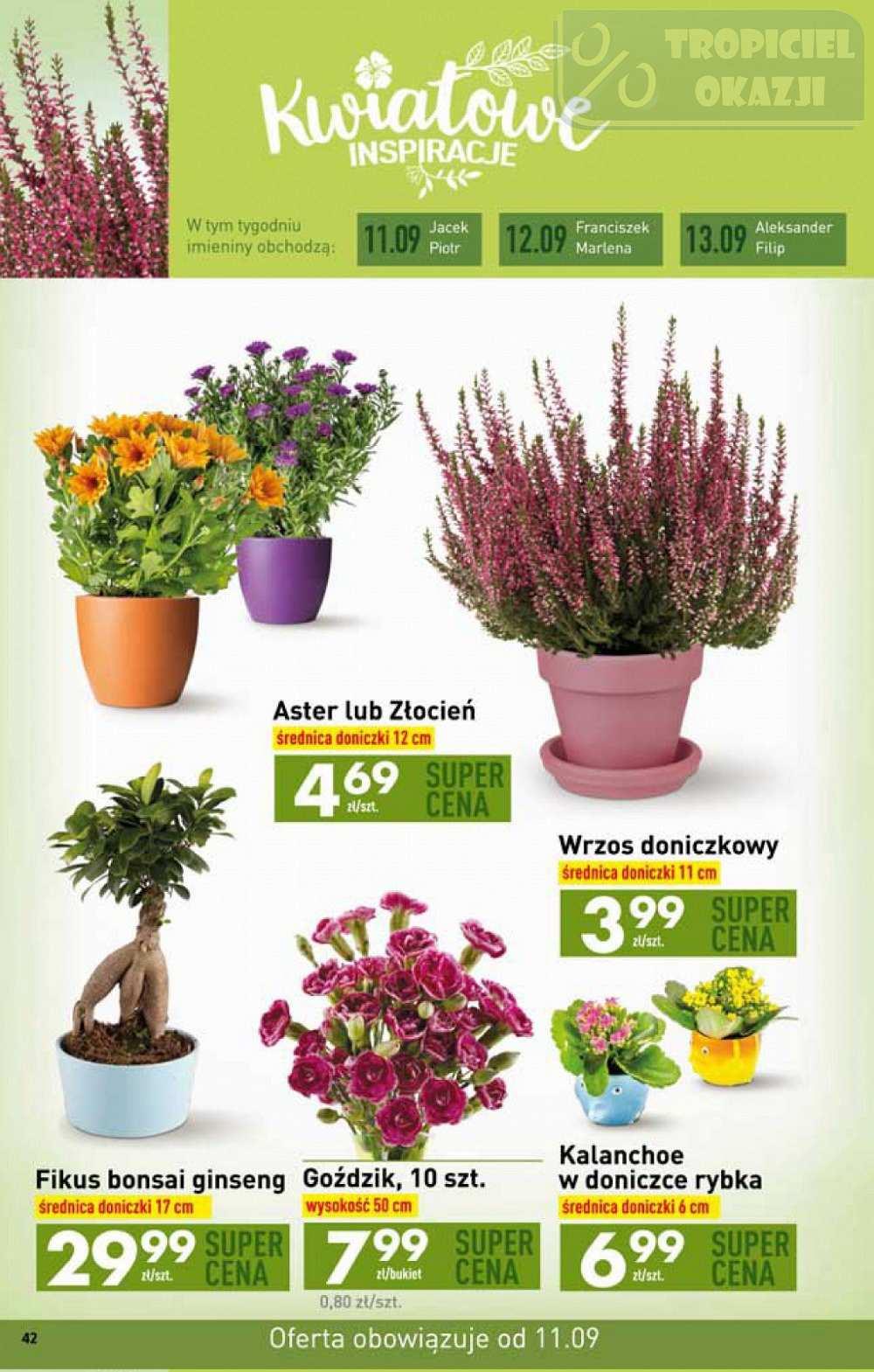 Gazetka promocyjna Biedronka str. 42